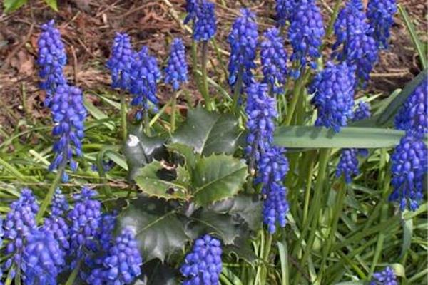 Blauwe druifjes 10 stuks Producten in de kijker Webshop